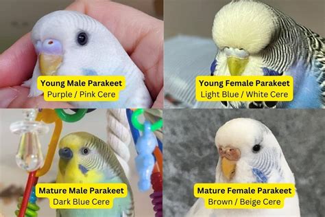 how to tell parakeet gender